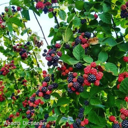 berry farm